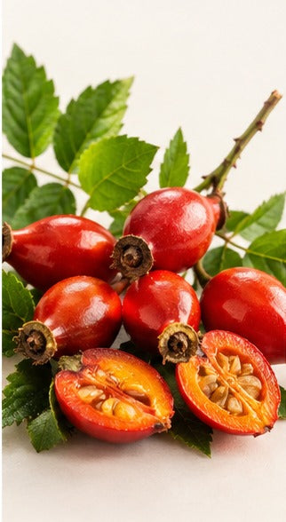 Rosa canina